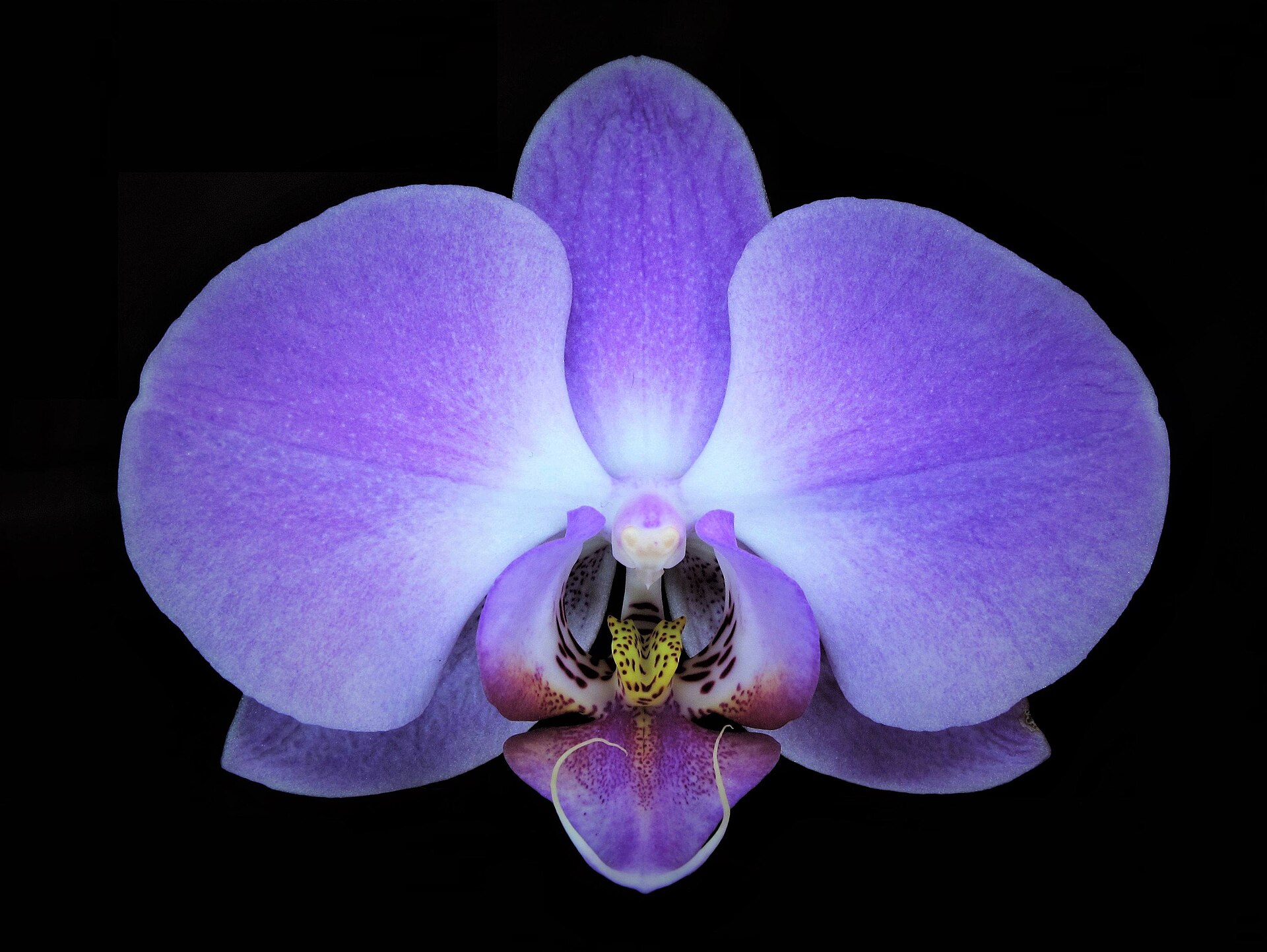 Close-up of phalaenopsis orchid flowers