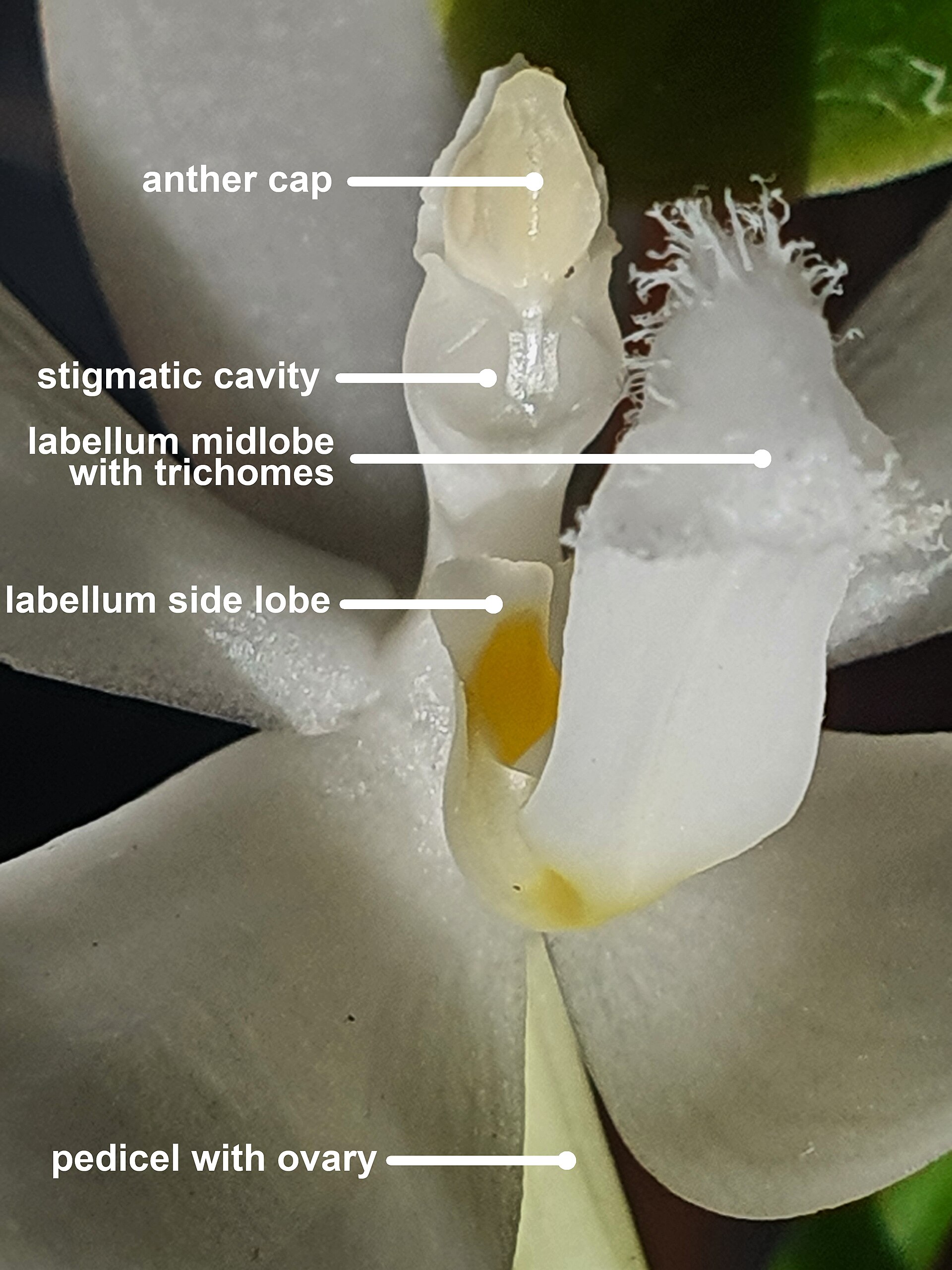 Detail of a phalaenopsis orchid flower