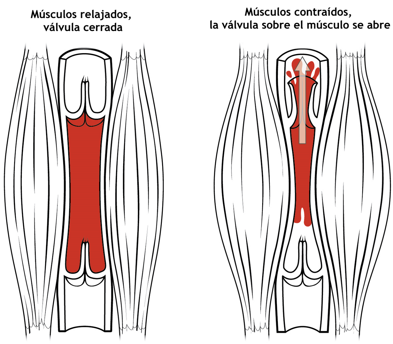 A diagram of skeletal muscle structure, showing fibers and contractile units