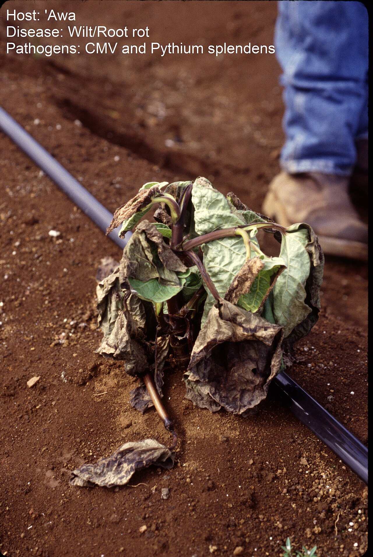 Roots damaged by root rot: dark, decayed tissue where firm, light-colored roots should be