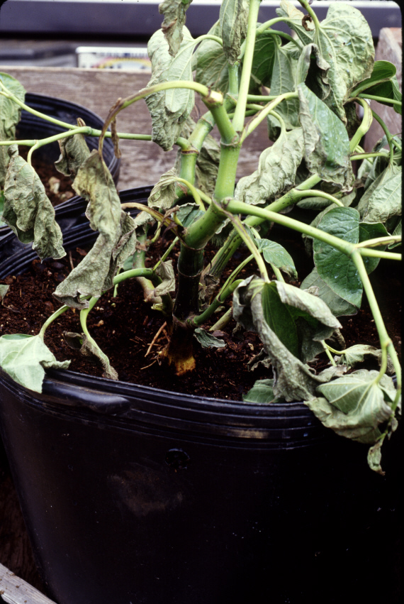A young plant wilting from Pythium root rot, one of the most common causes in houseplants