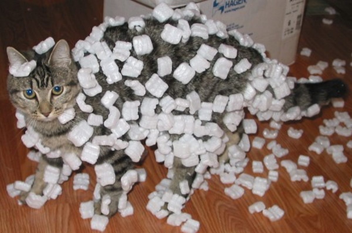 A cat covered in styrofoam packing peanuts from static cling