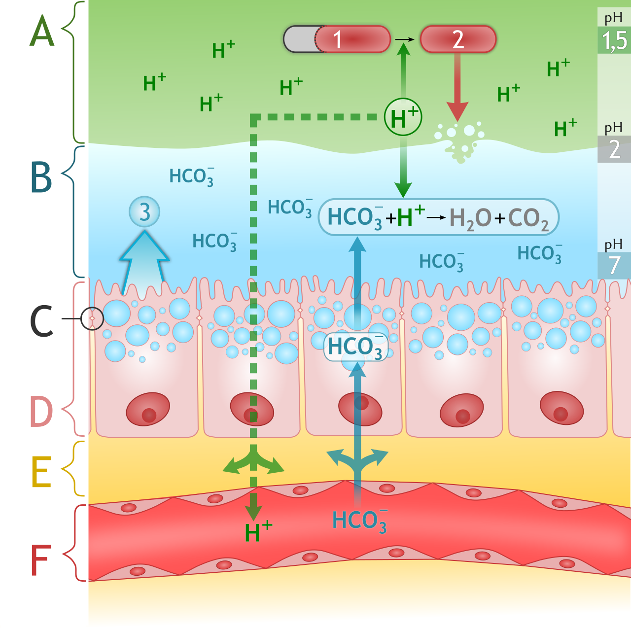 A labeled anatomical illustration of the stomach's mucosal layer