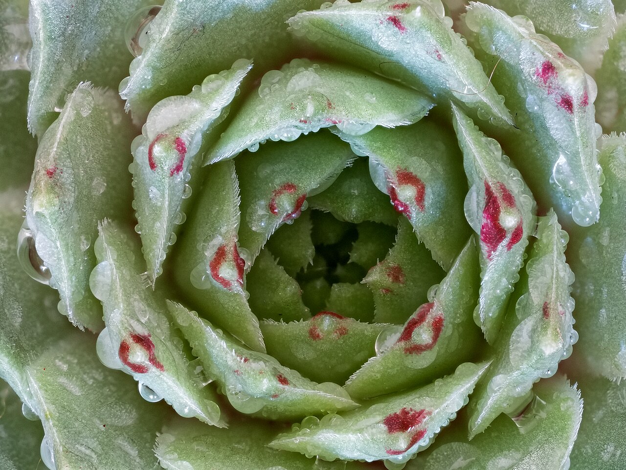 A compact echeveria rosette in a pot