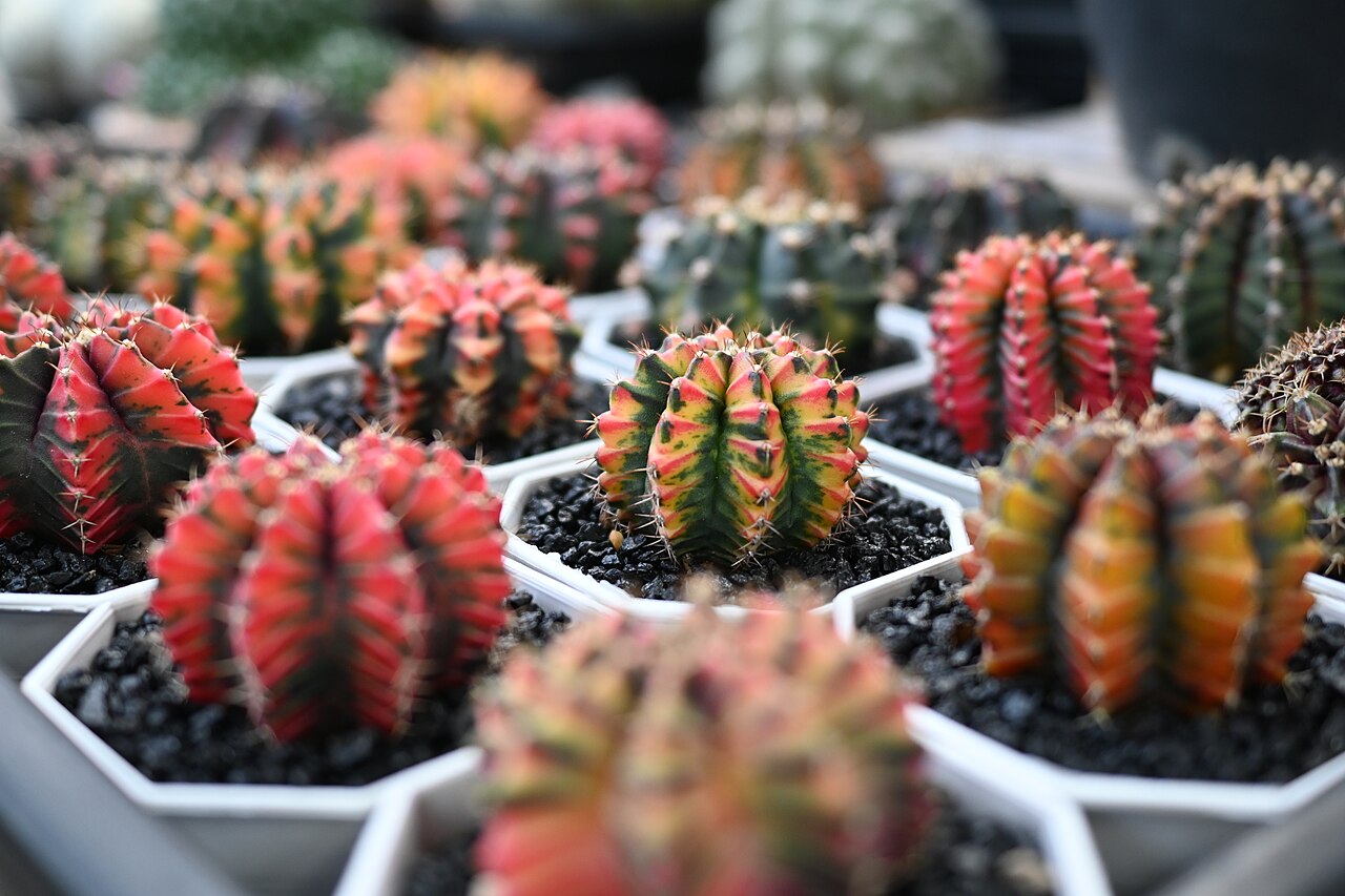 Colorful, compact cacti in individual pots