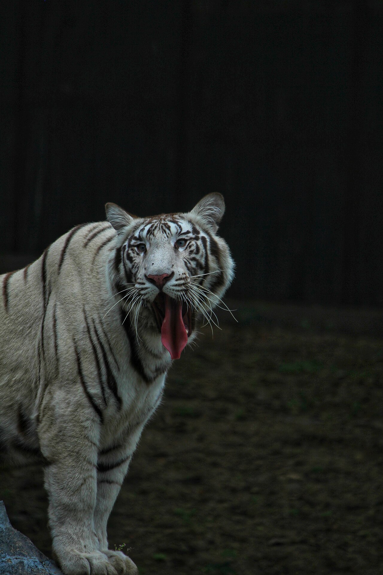 A white tiger yawning at the Delhi Zoo