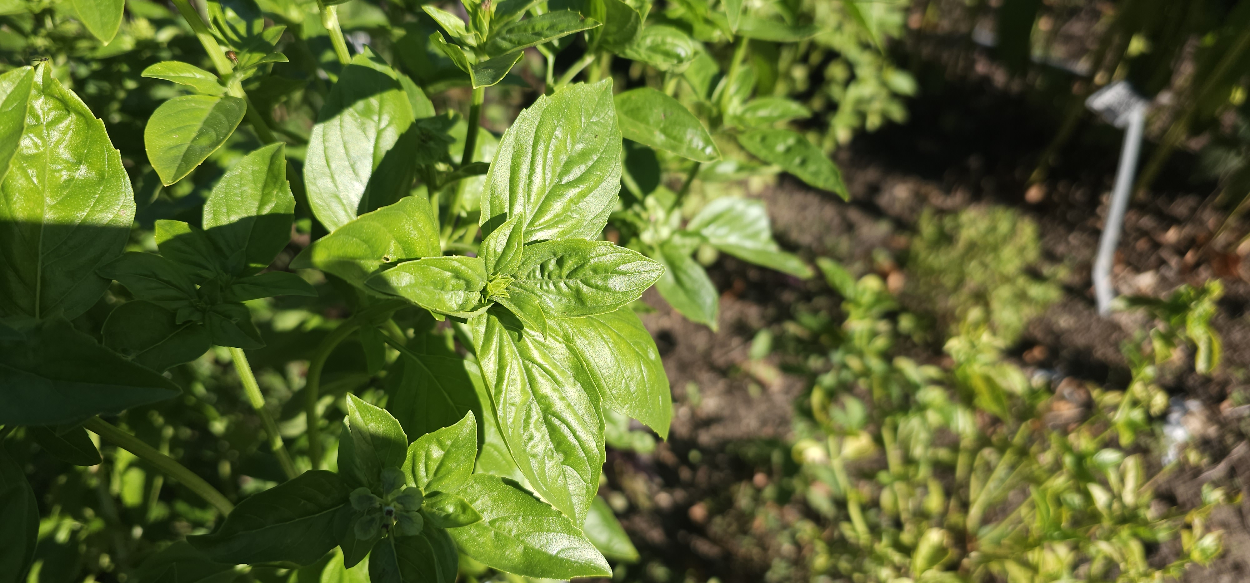 Fresh green basil leaves, bright and undamaged