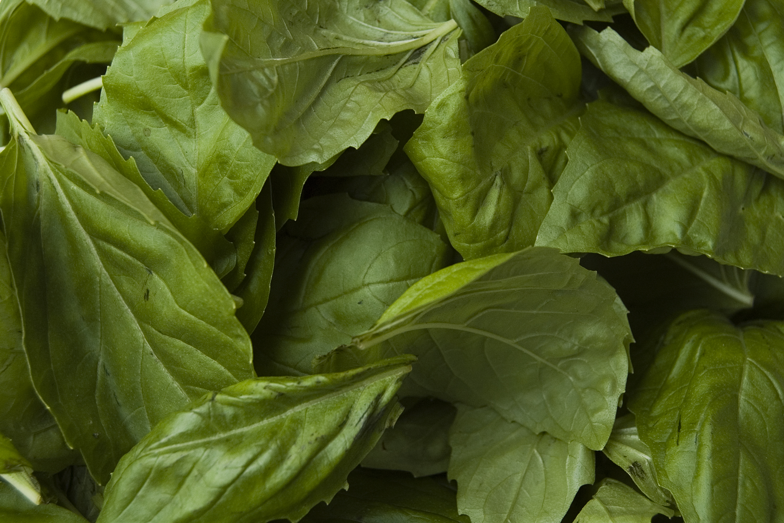 Basil leaves with a vivid green color and smooth texture