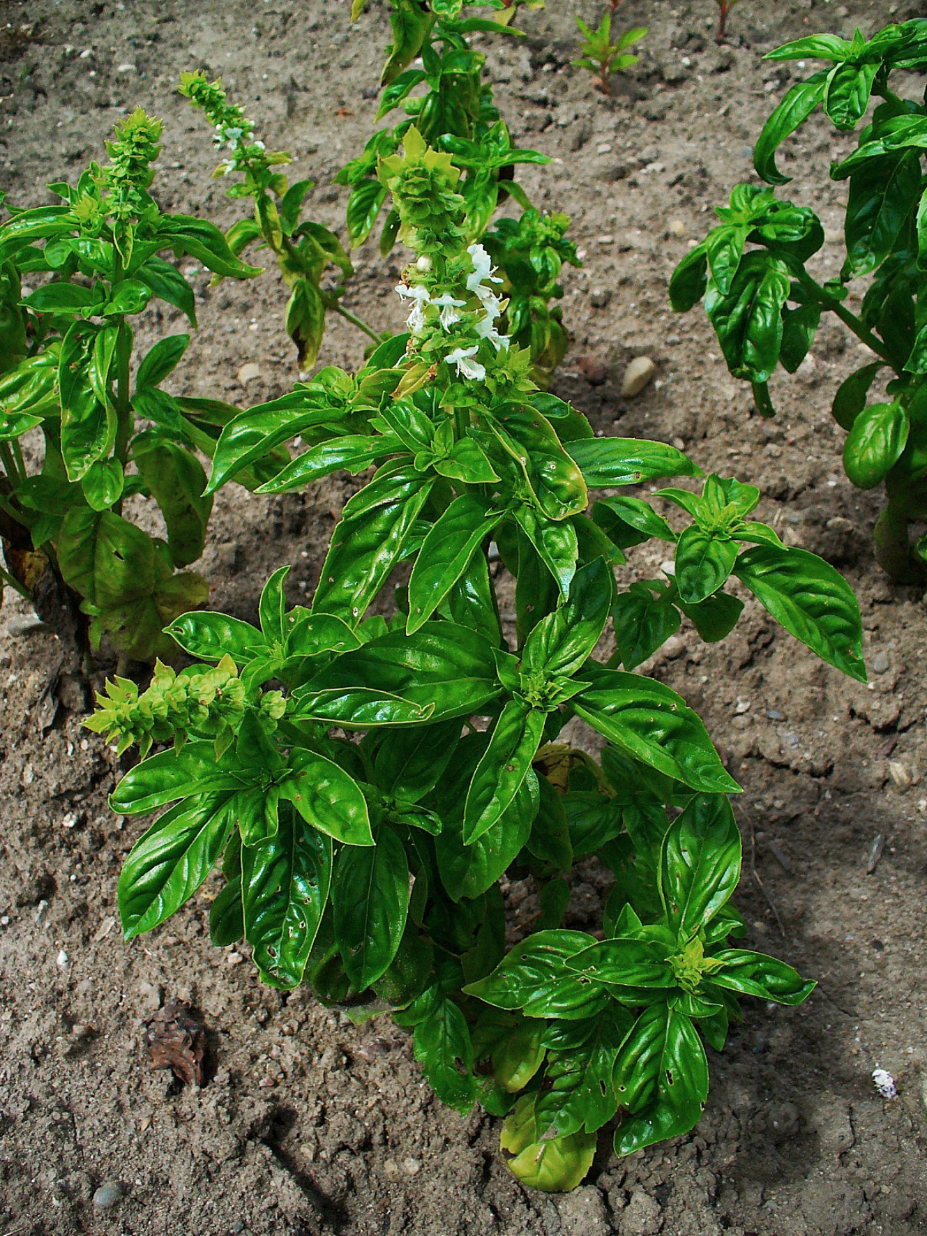A healthy basil plant growing in a container