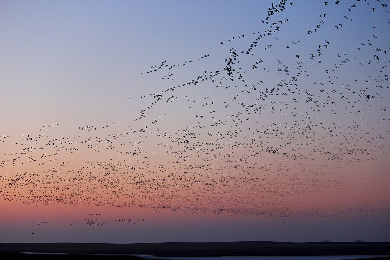 A sky full of migrating snow geese