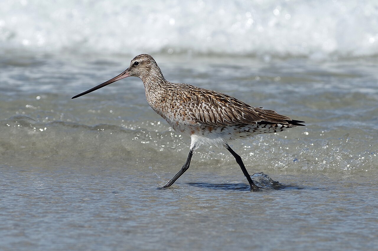 A Bar-tailed Godwit, a champion of long-distance migration