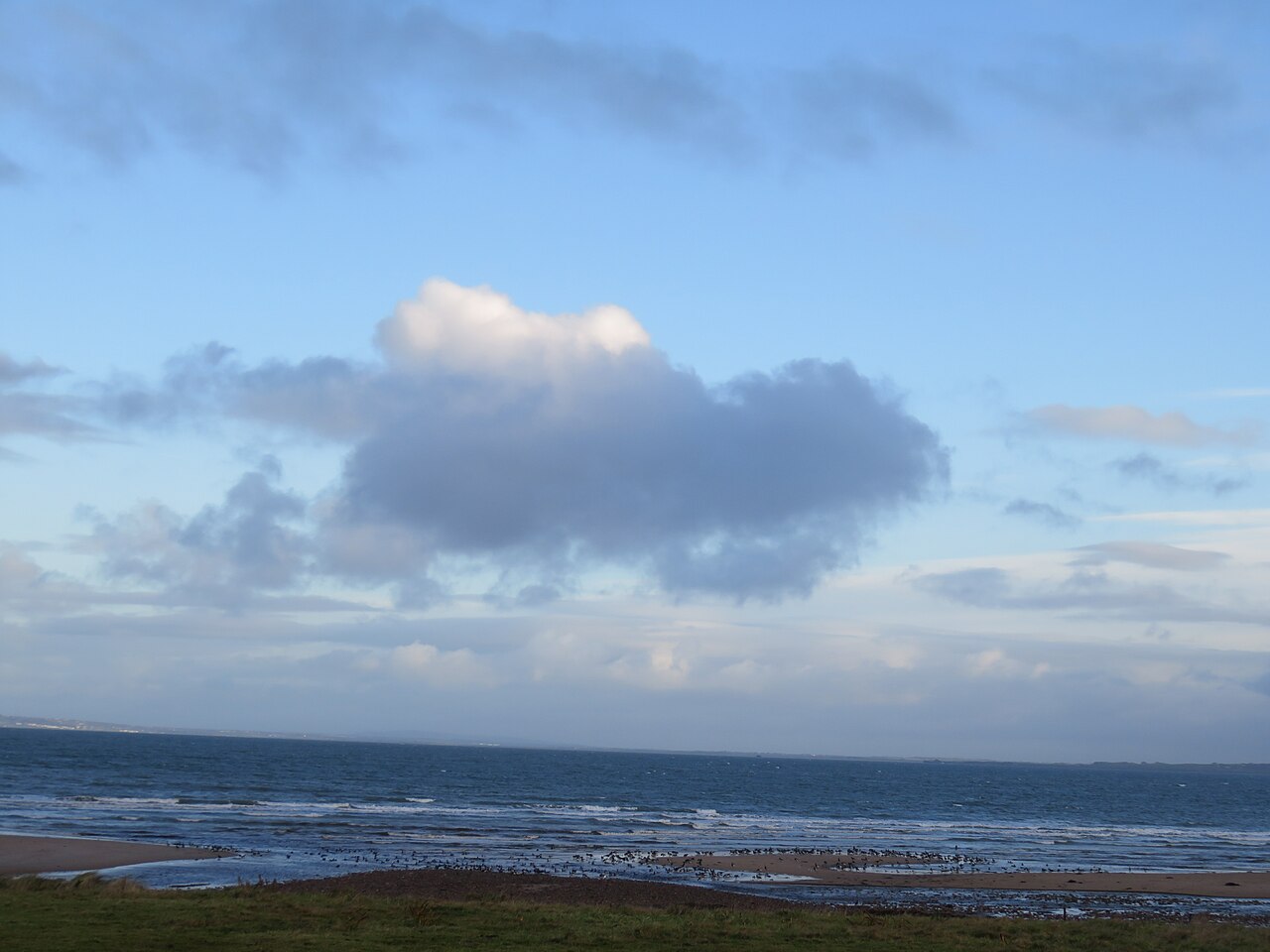 Wild geese in flight over the Irish coast