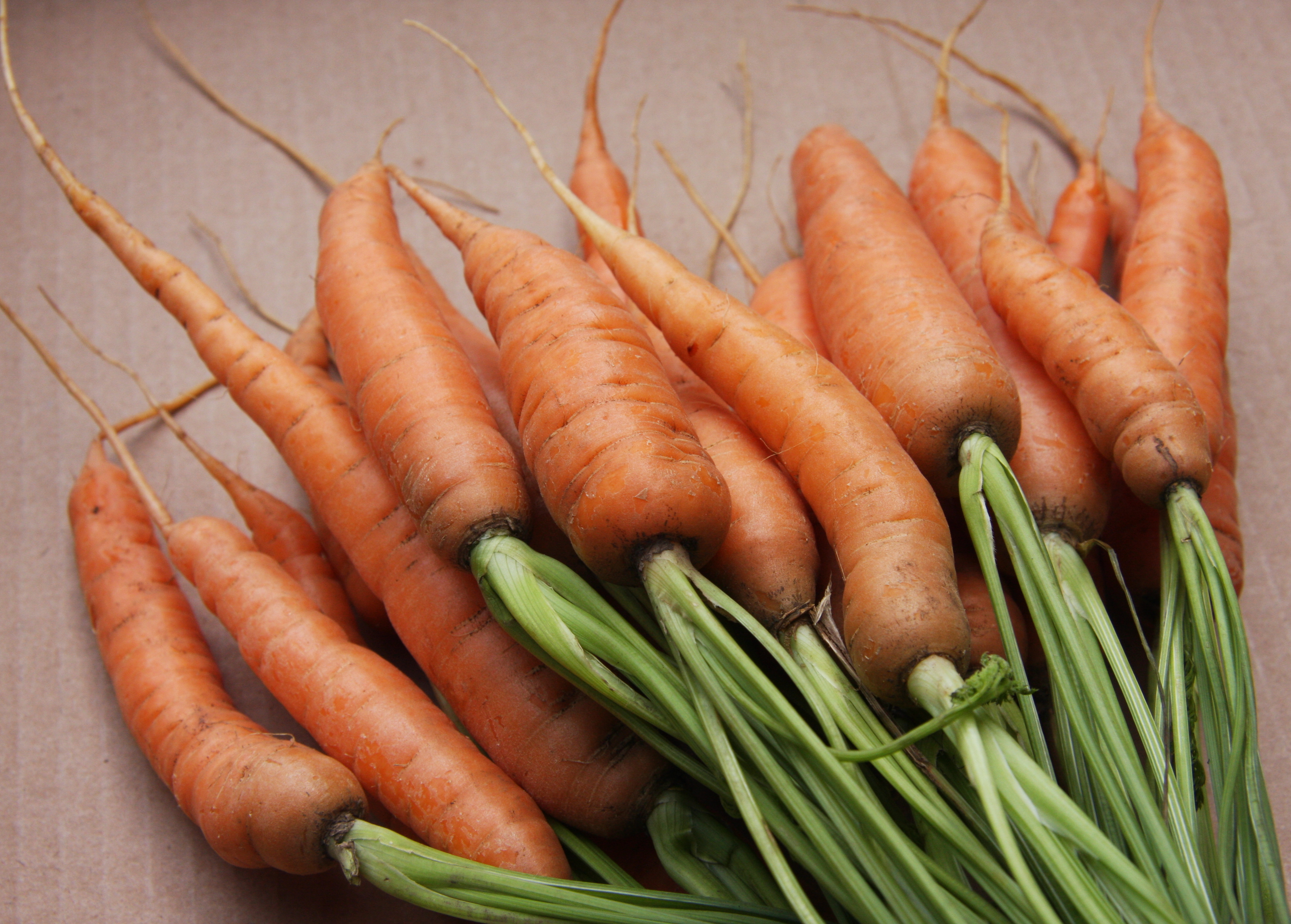 A bunch of freshly harvested carrots with soil still clinging to the roots