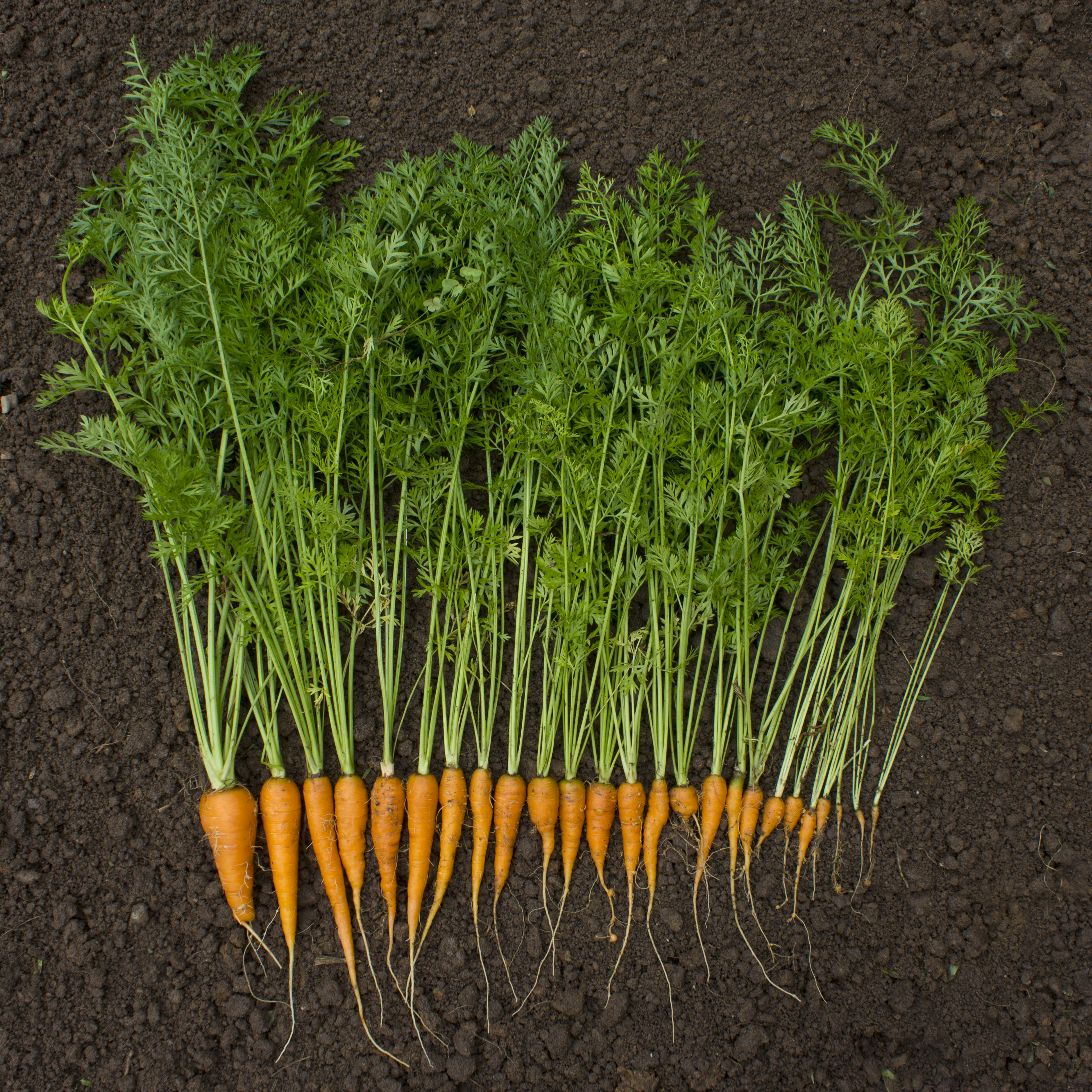 A gardener holding the first small carrot harvest of the season, roots fresh from the soil