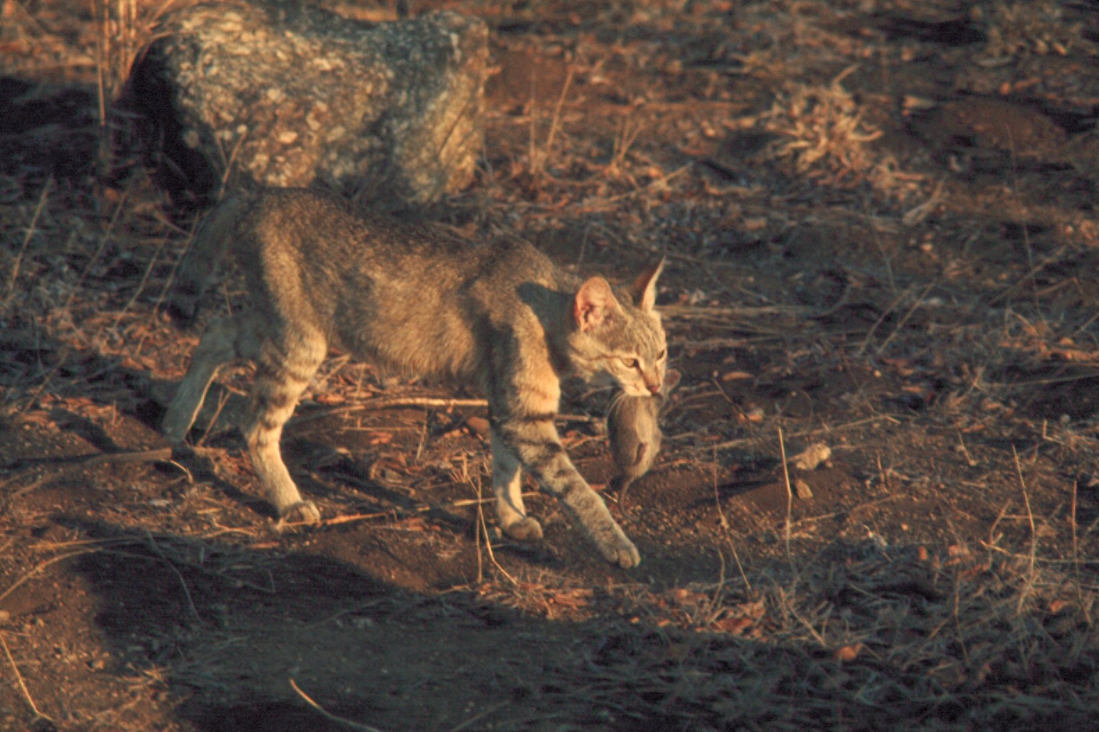 A wild cat carries a mouse in its jaws, the same hunting instinct domestic cats act on when they deliver prey home