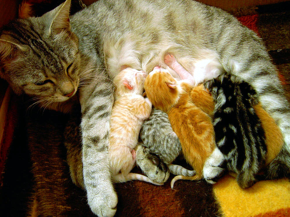 A mother cat rests with her kittens, the family bond behind the maternal teaching theory of prey delivery
