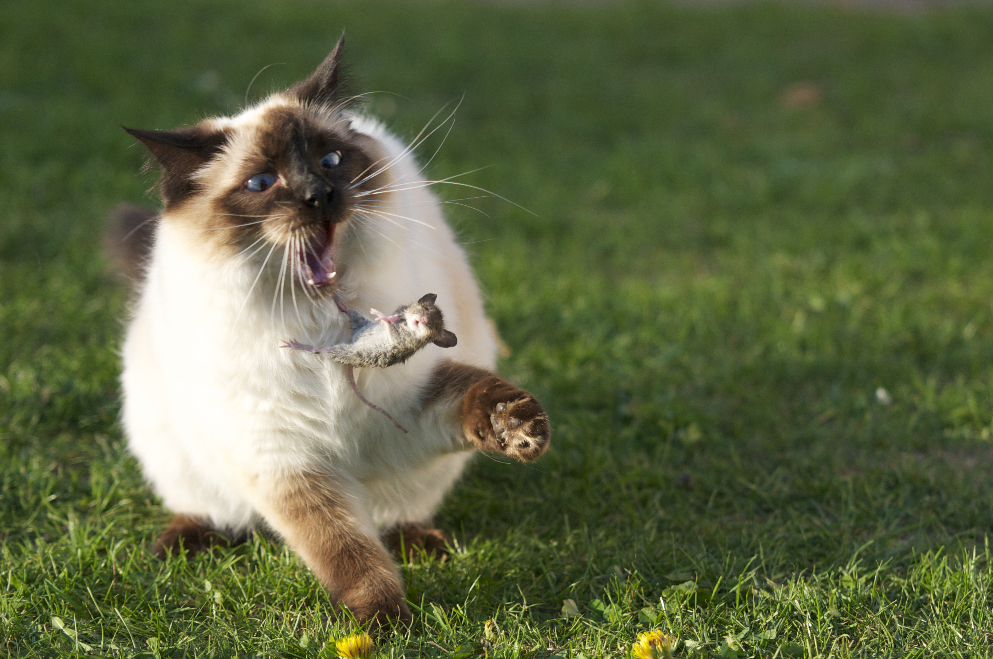 A large Ragdoll cat tosses a mouse, the kind of prey delivery owners find on doormats and pillows