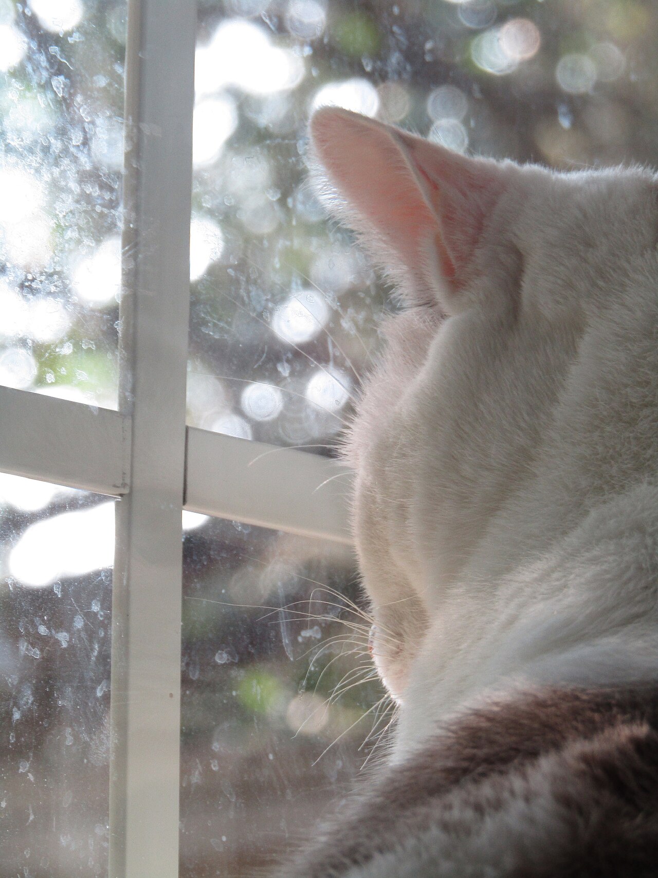 A cat watches the world from a window