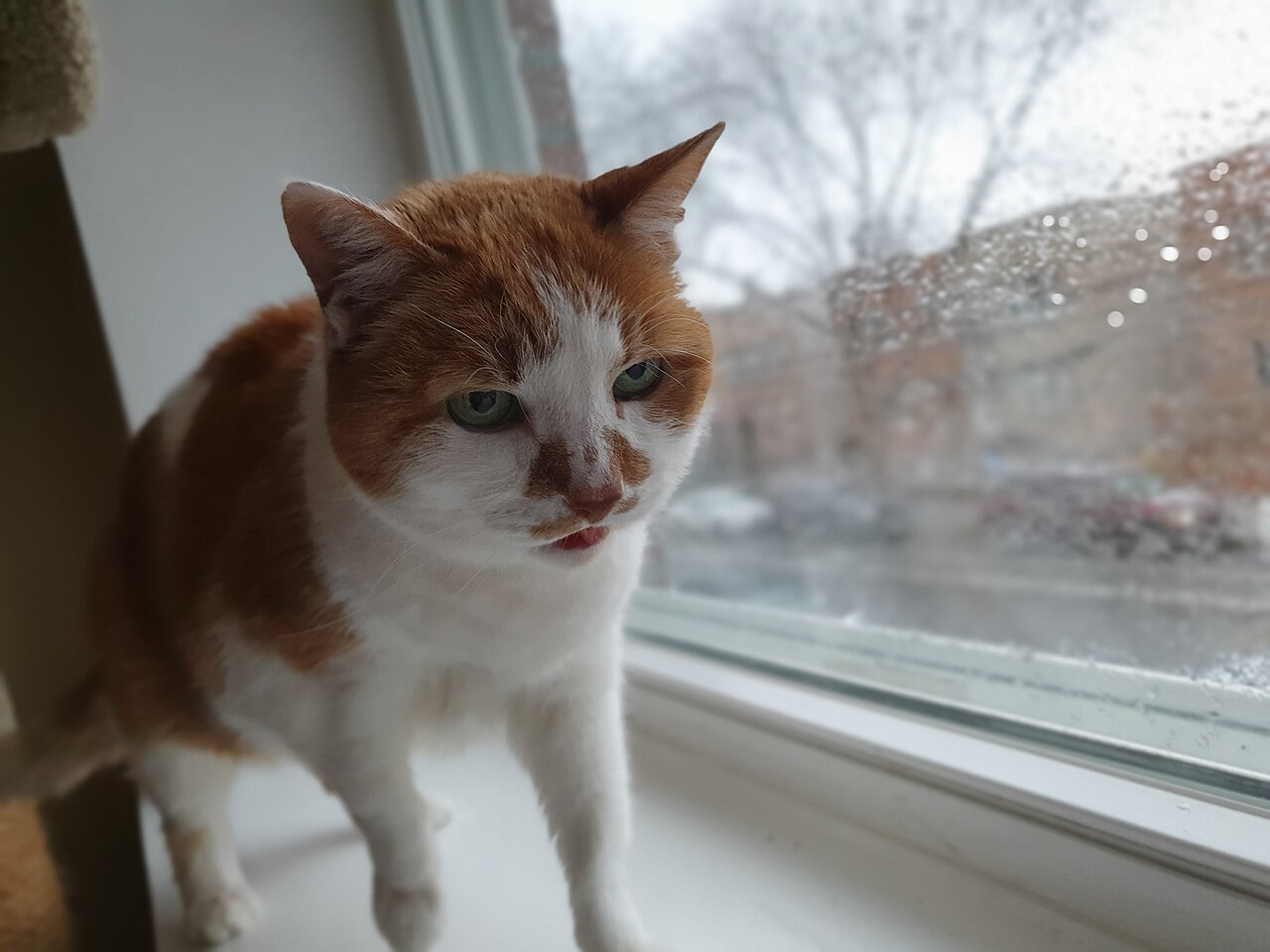 Ruby, a bicolor cat, perches on a windowsill