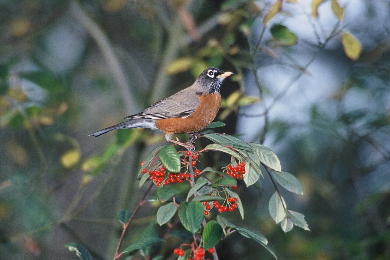An American robin, the kind of bird that often triggers window chatter