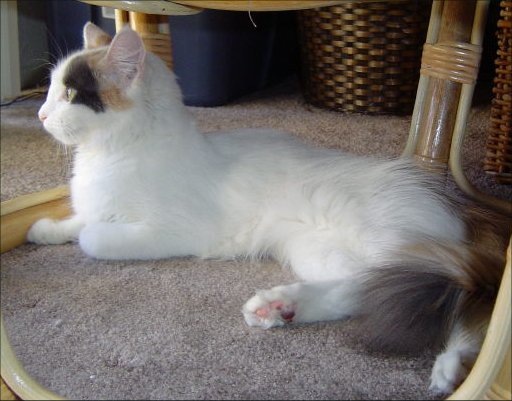 A Turkish Van cat, the breed famous for swimming, with its distinctive white and colored coat