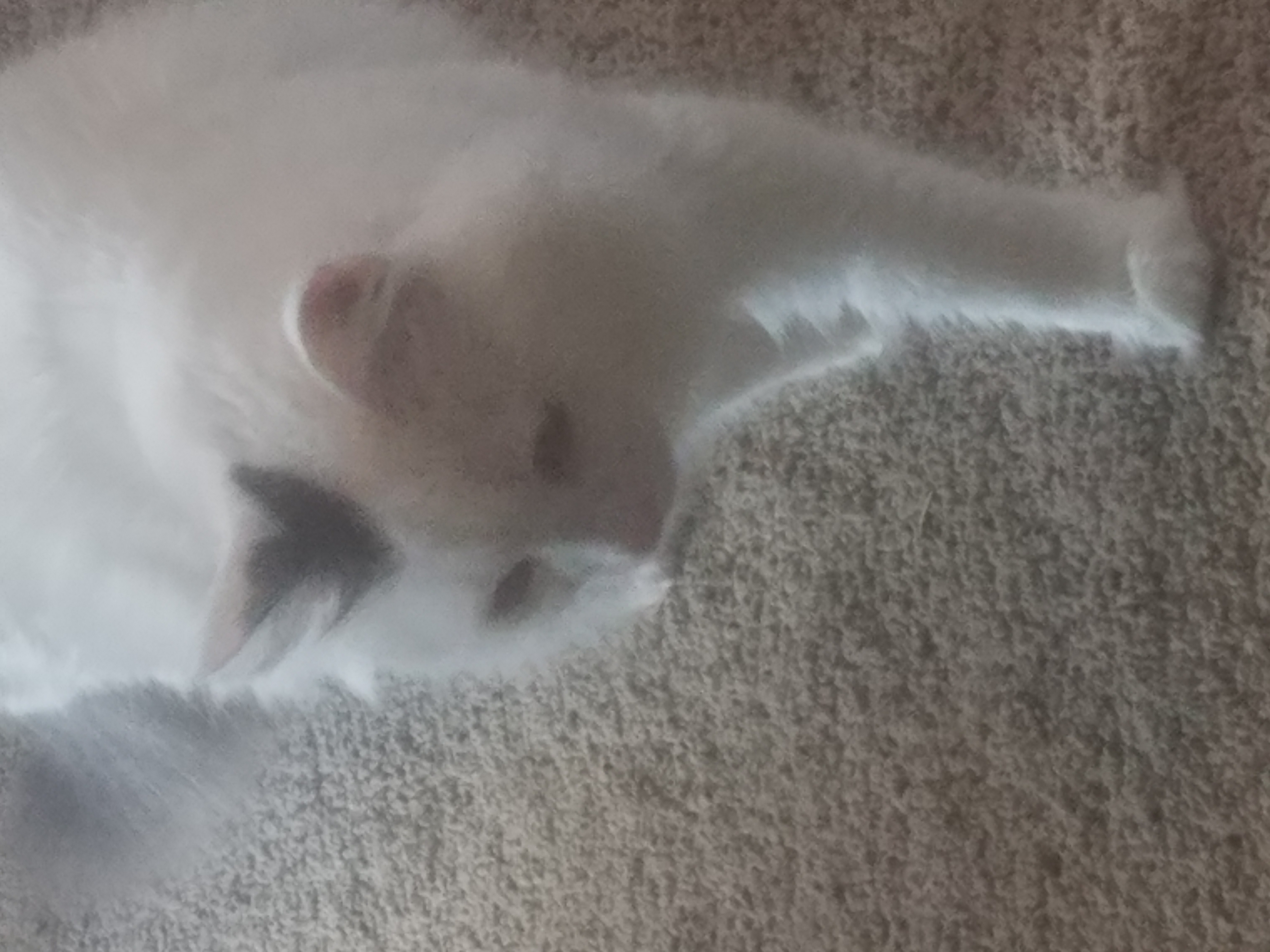 A Turkish Van cat photographed outdoors, showing the breed's athletic build and distinctive markings