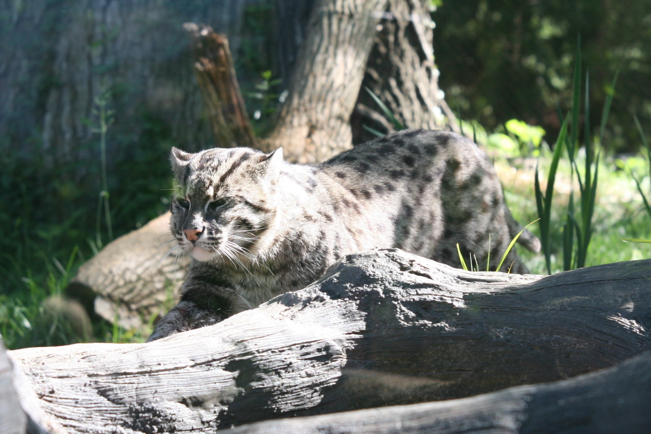 A fishing cat, the wild Asian species that dives for fish with webbed paws