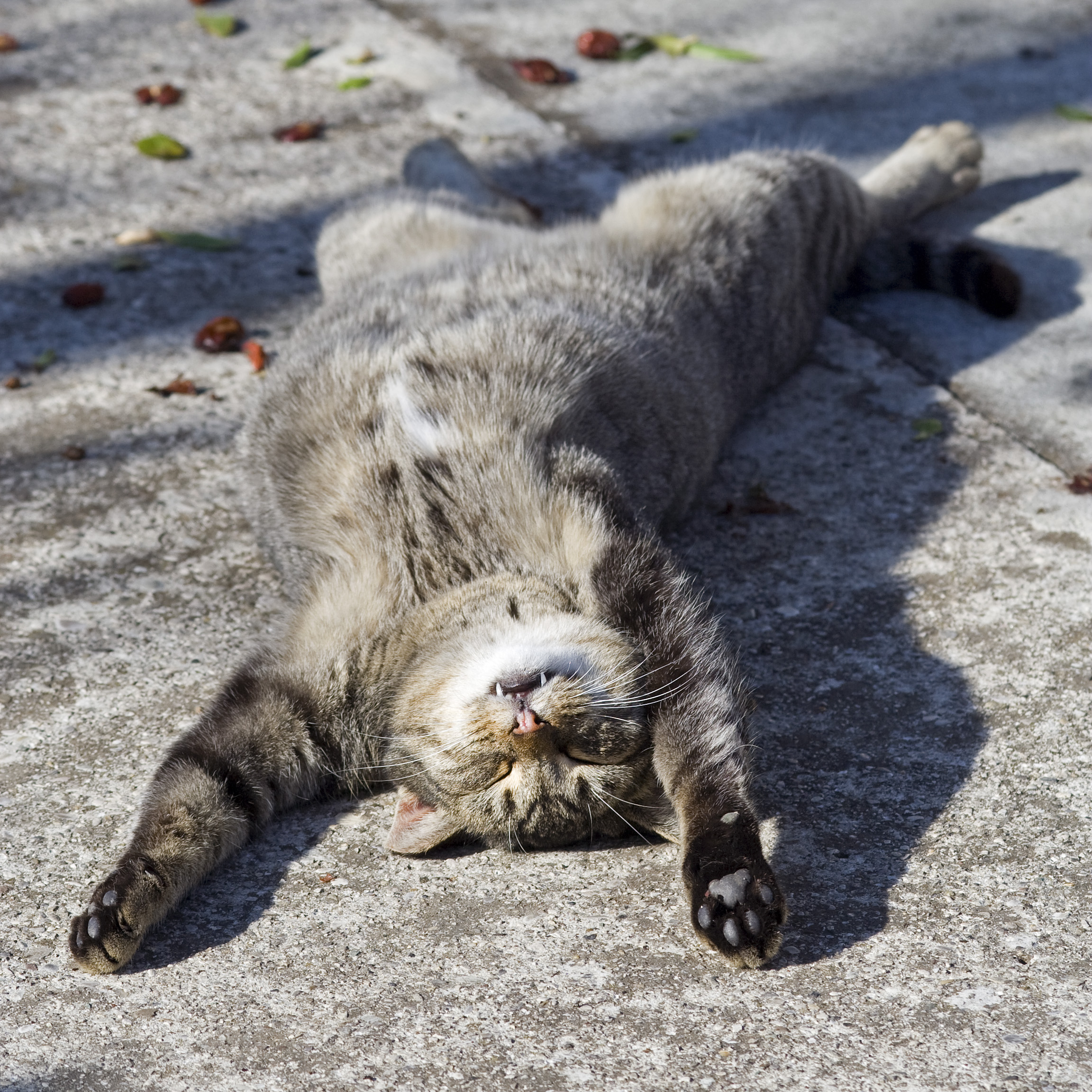 A cat sleeps on its back with paws in the air, showing the deep relaxation of feline sleep