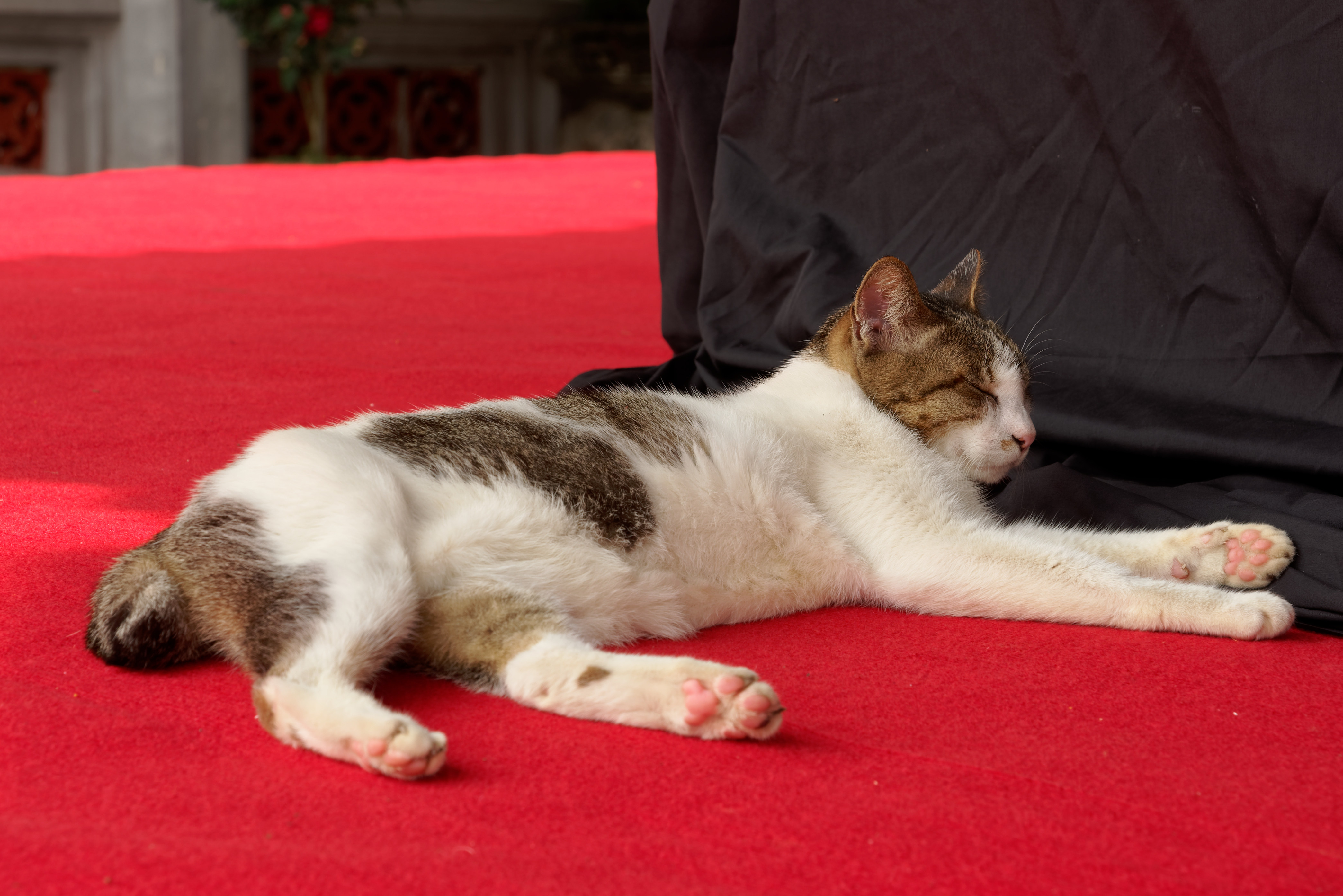 A cat naps inside a temple in Hanoi, choosing the warm, sheltered spots cats favor for daytime sleep