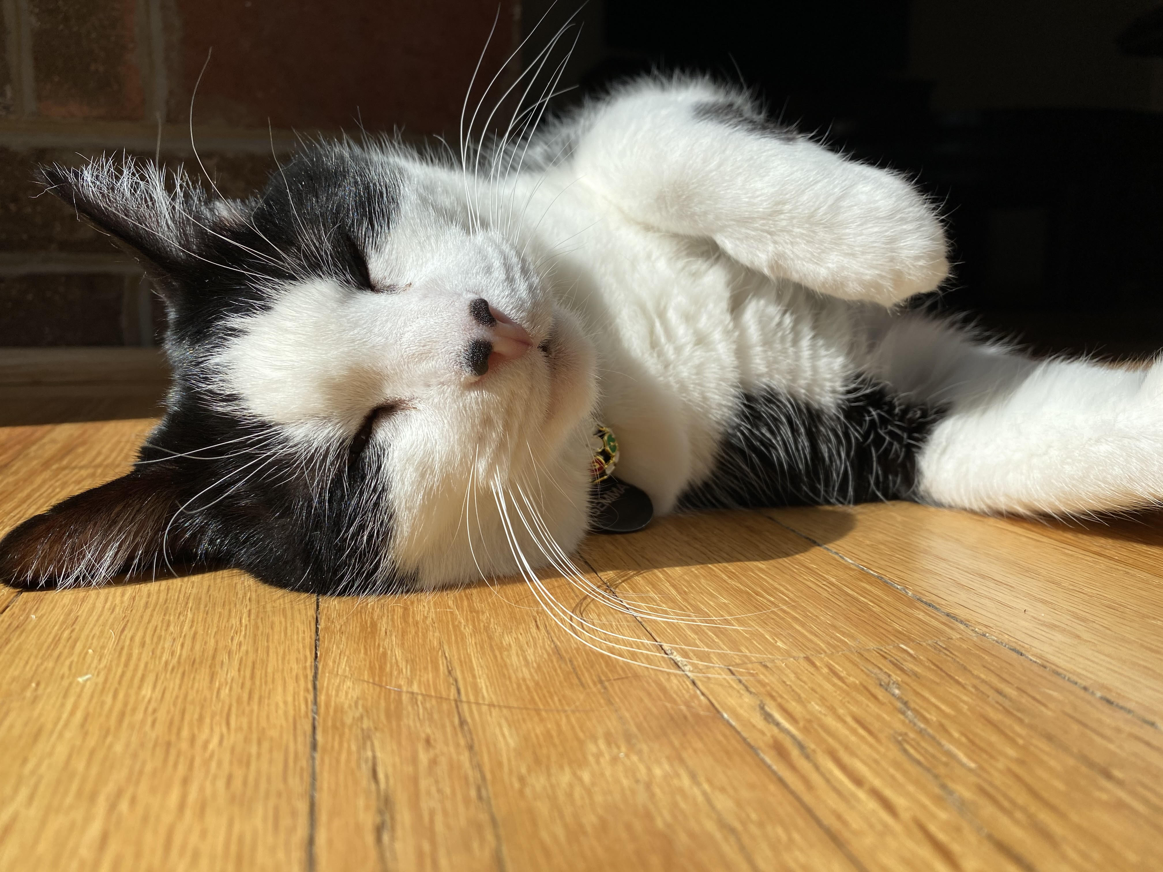 A young cat naps in soft light, kittens may sleep up to 20 hours a day while growing