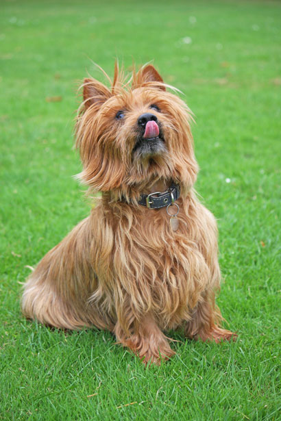 A dog licks its lips, showing the tongue that serves as greeting tool, sampler, and grooming instrument