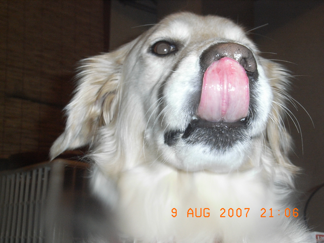 A dog licks its nose, a reminder that the tongue is a dog's primary tool for exploring its world
