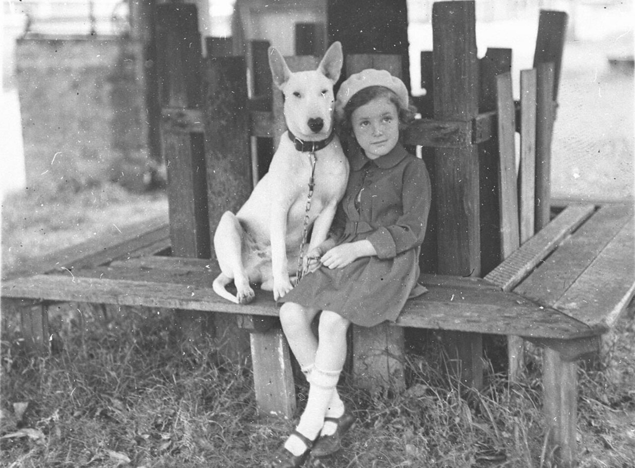 A bull terrier poses at a canine association show