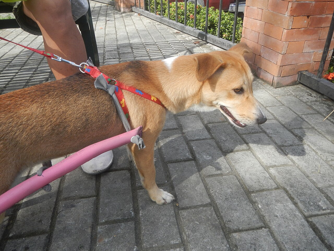 Two men out with a Jack Russell terrier and a chocolate Labrador retriever