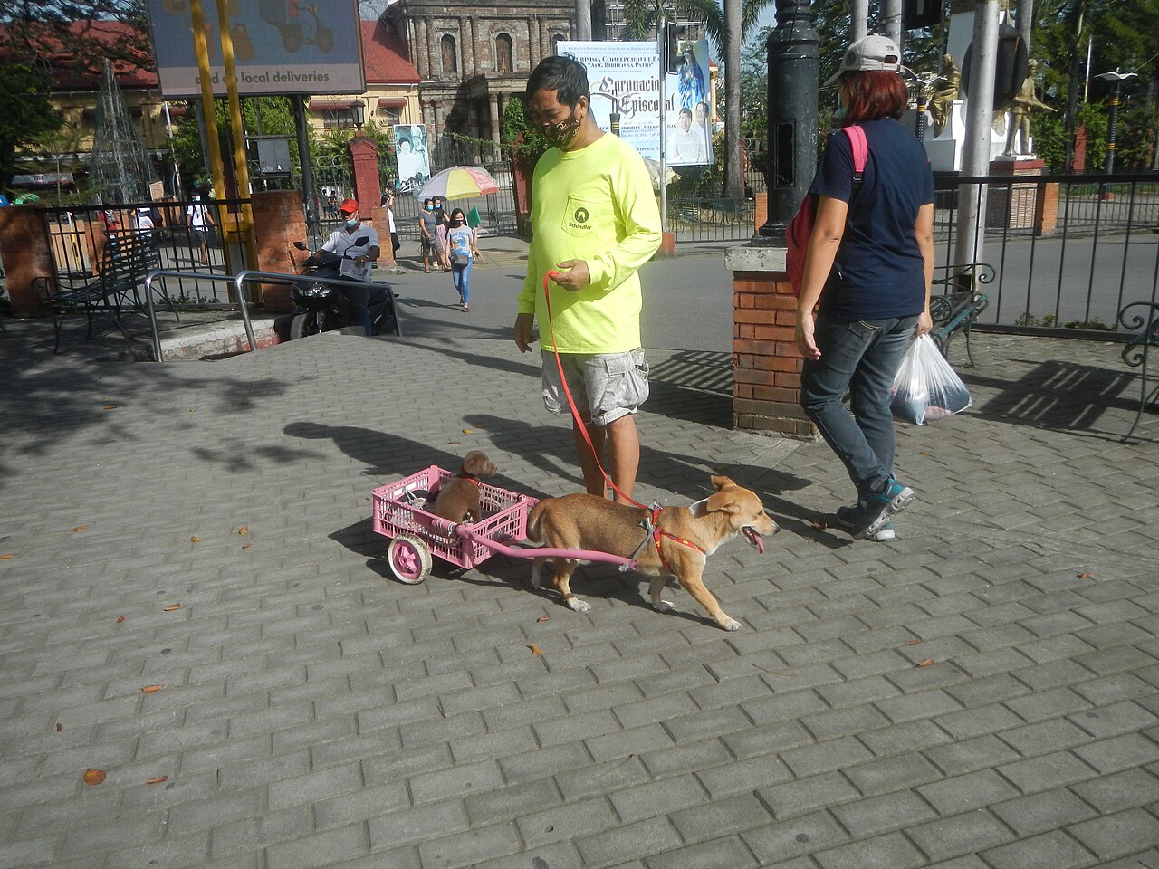 A Jack Russell terrier and a chocolate Labrador retriever on a walk