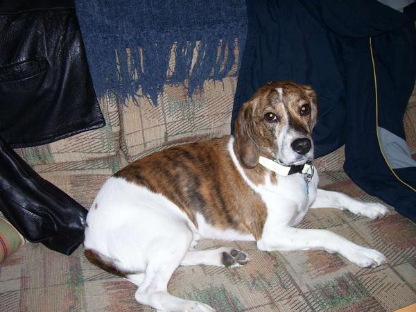 A brown and white dog relaxes on a sofa, the classic scene for a contented settling sigh