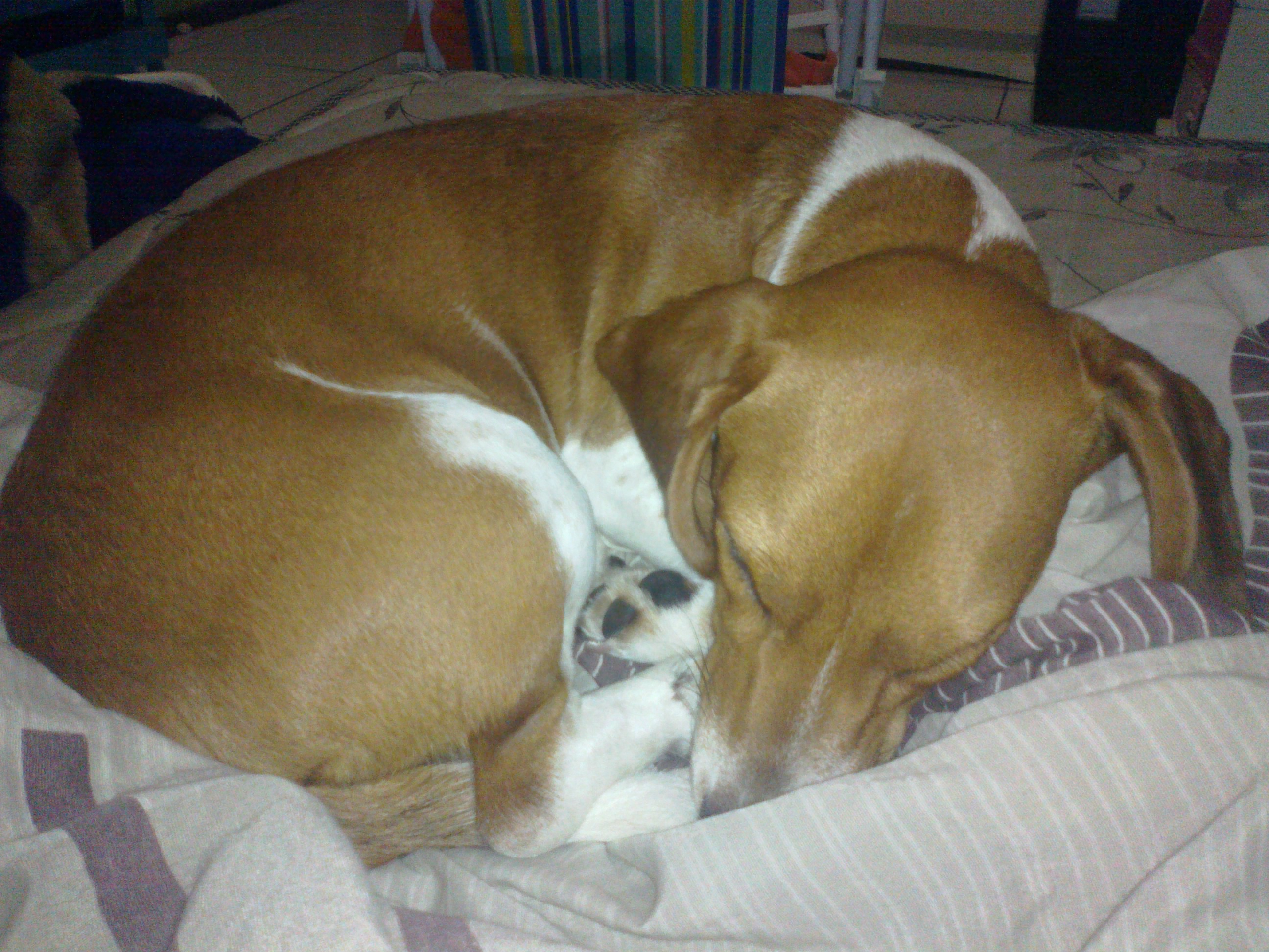 A dog sleeps soundly, showing the relaxed posture that marks a contented sigh