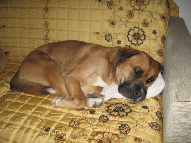 A dog naps in the sun, a scene of the deep rest that often follows the settling sigh
