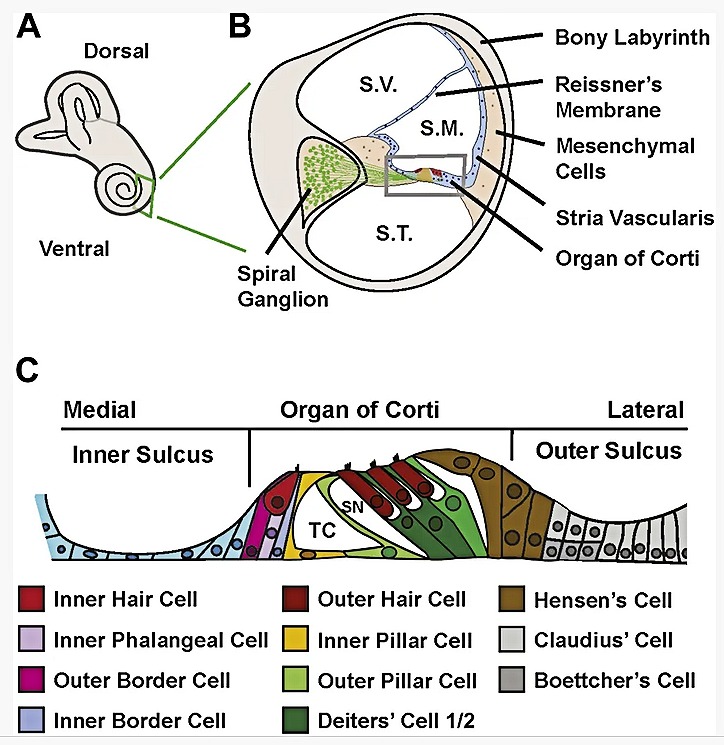 Diagram of the cochlea and organ of Corti showing the inner-ear structures that convert sound into nerve signals
