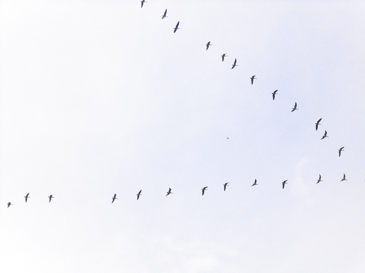A skein of pink-footed geese flying in V formation