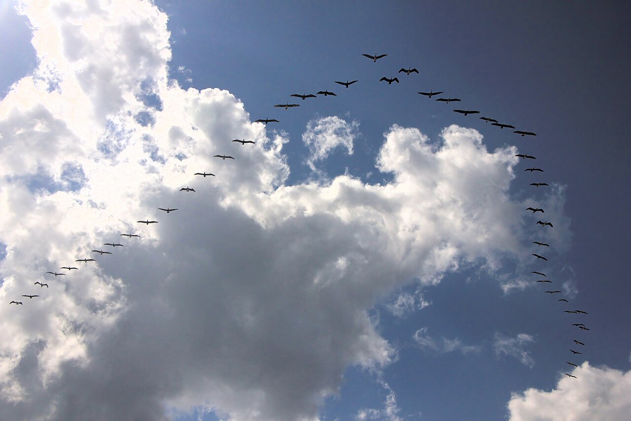 Pelicans flying in formation