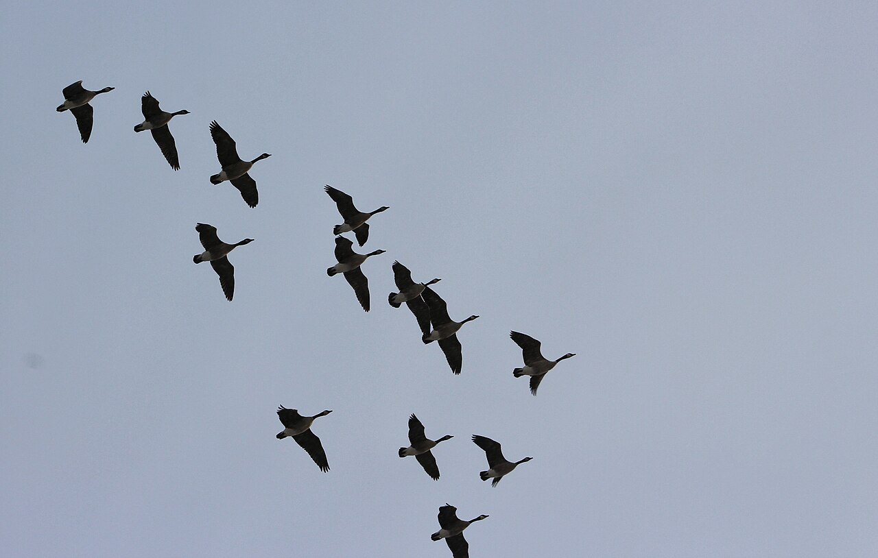 A V of Canada geese flying ahead of a winter storm