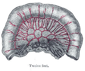 A classic anatomical diagram of skin layers showing the arrector pili muscle