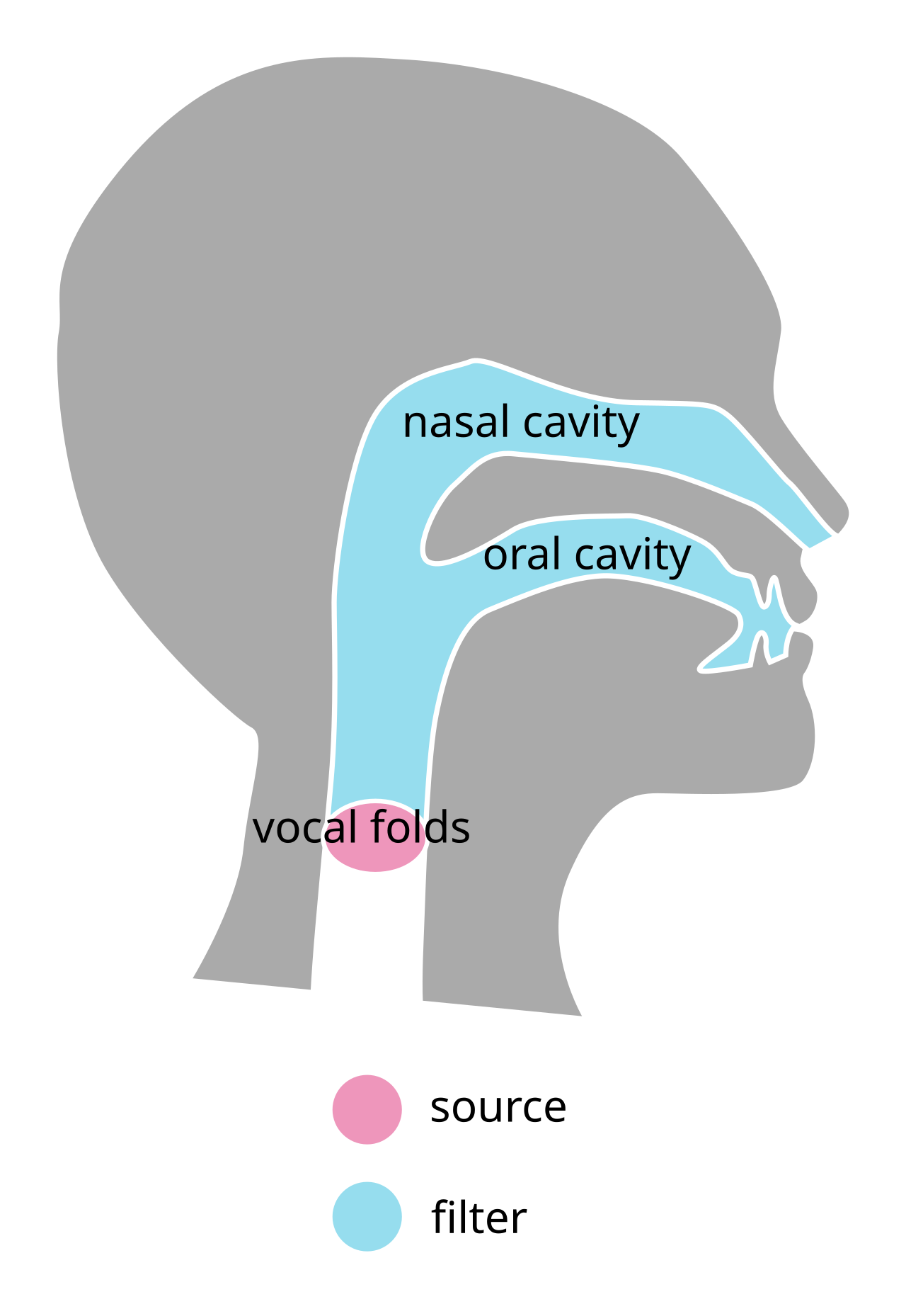 Diagram of the source-filter model of speech production