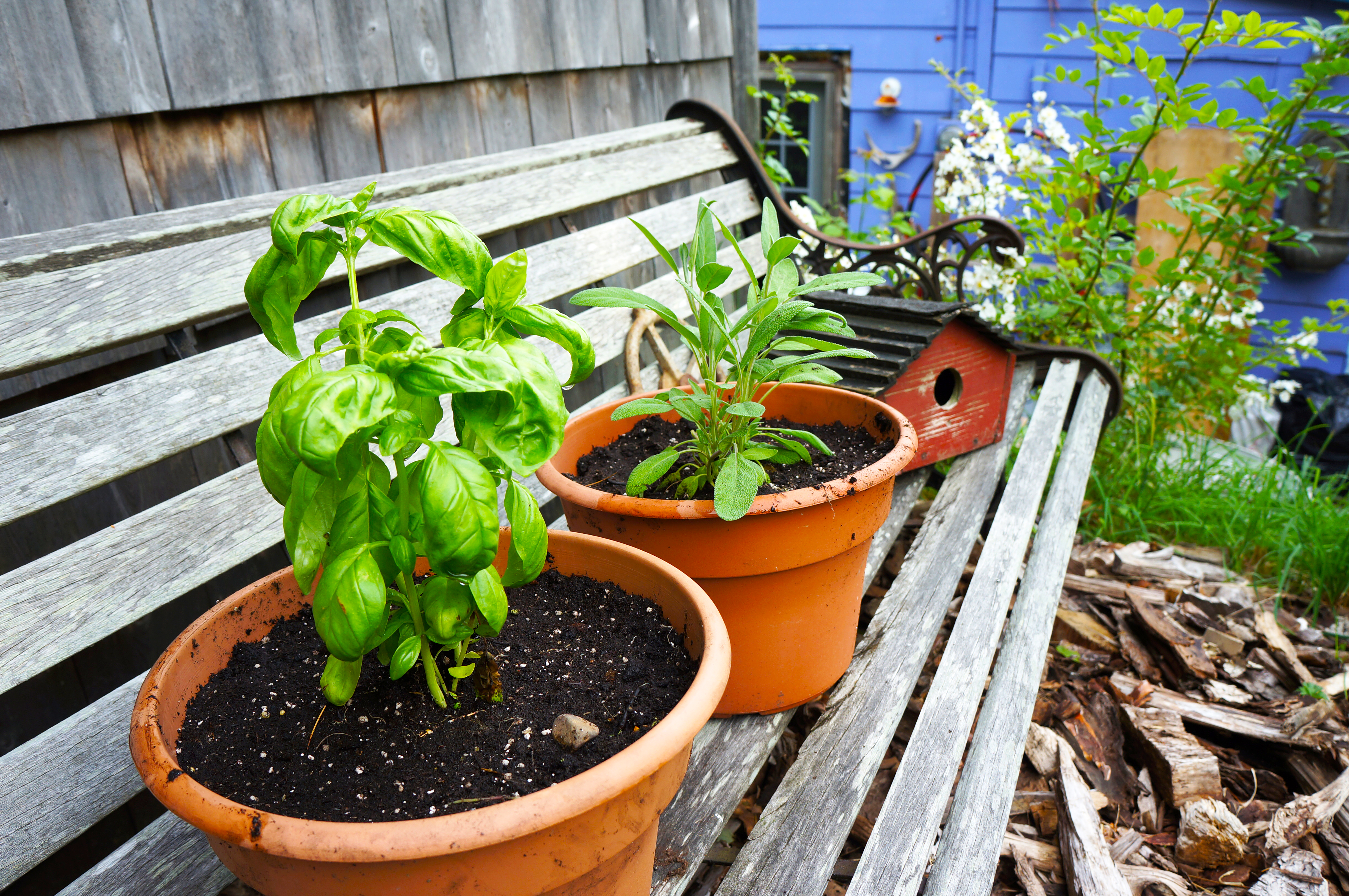 Potted basil and sage herbs in small containers