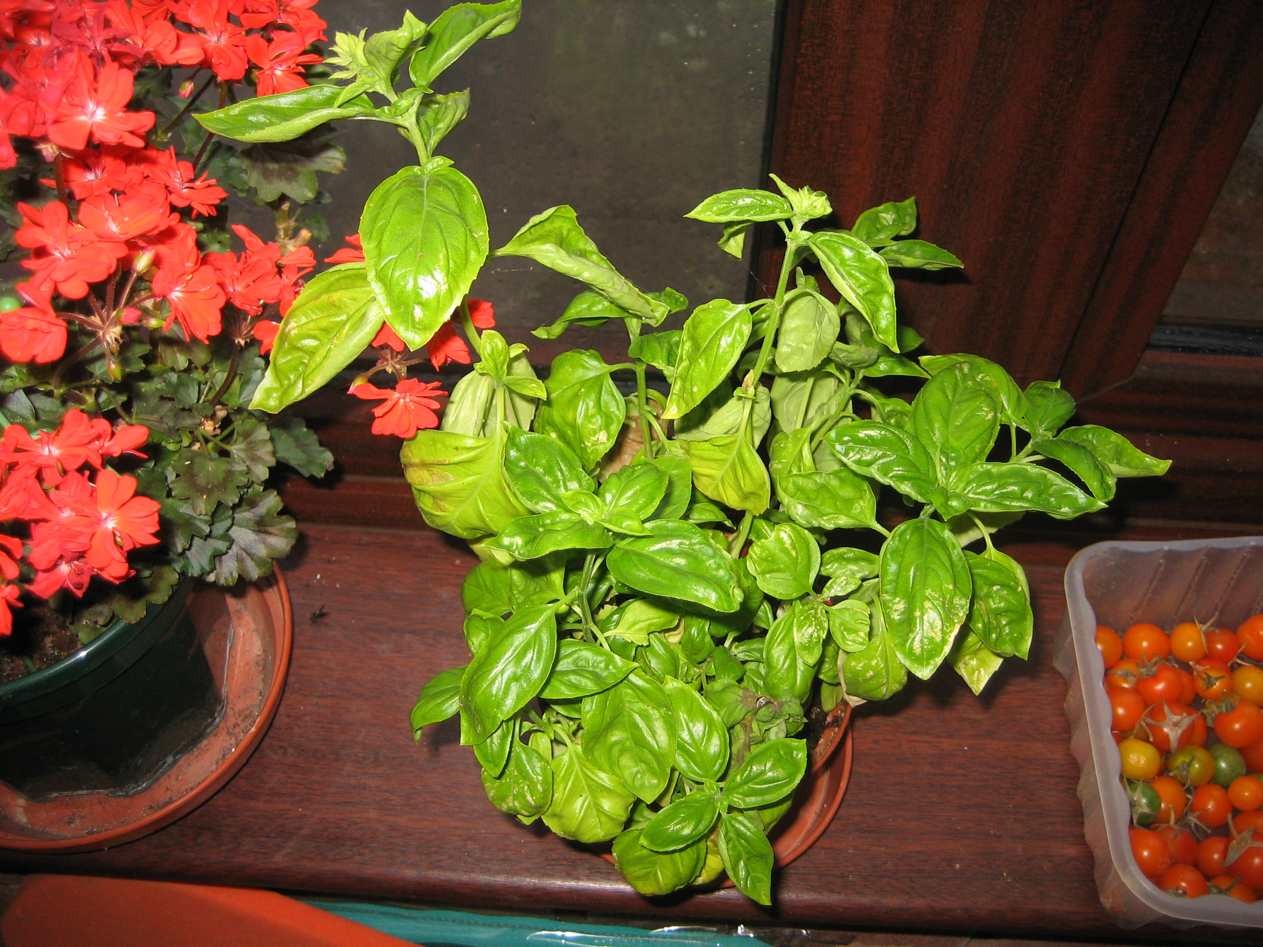 A young basil plant growing in a pot
