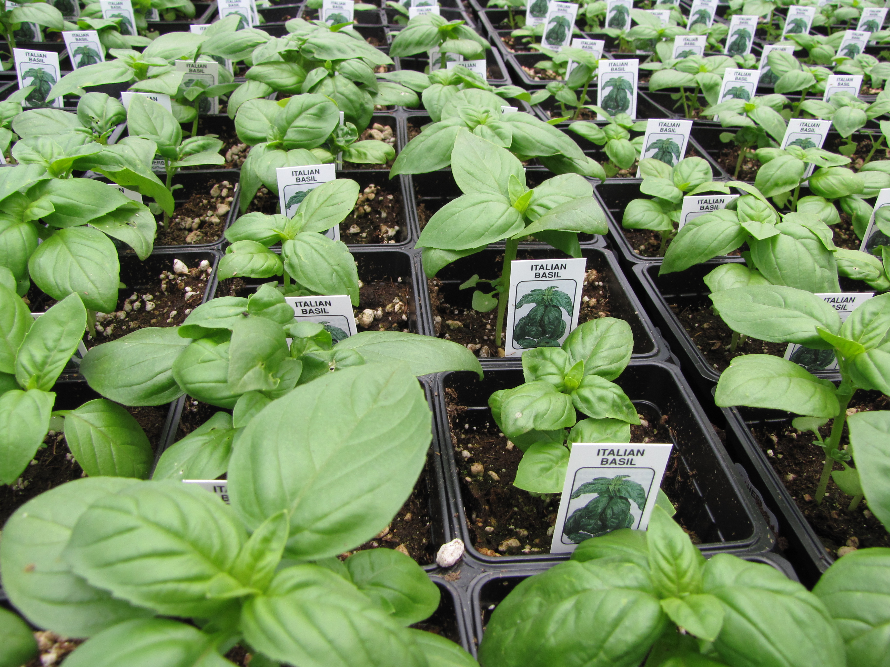 Potted basil plants growing in a greenhouse with strong overhead light