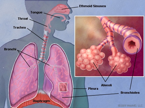 Illustration of human lungs and the respiratory airway structure