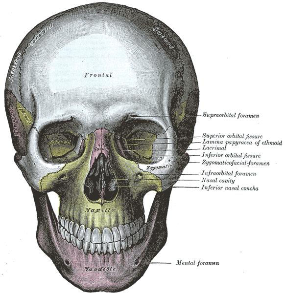 Anatomical illustration of the nasal cavity and sinuses