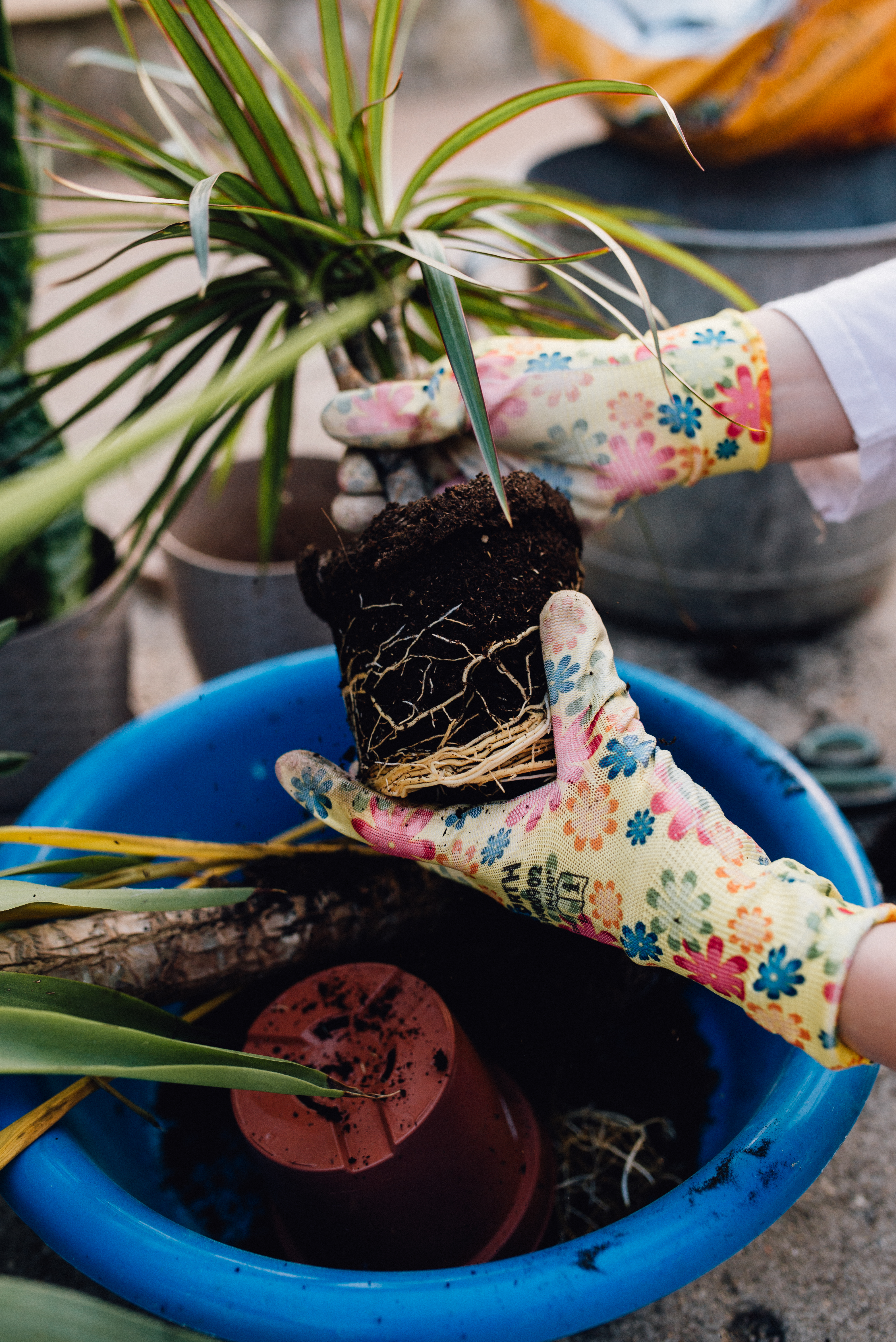 A gardener wearing patterned gloves preparing to repot a houseplant into a blue container